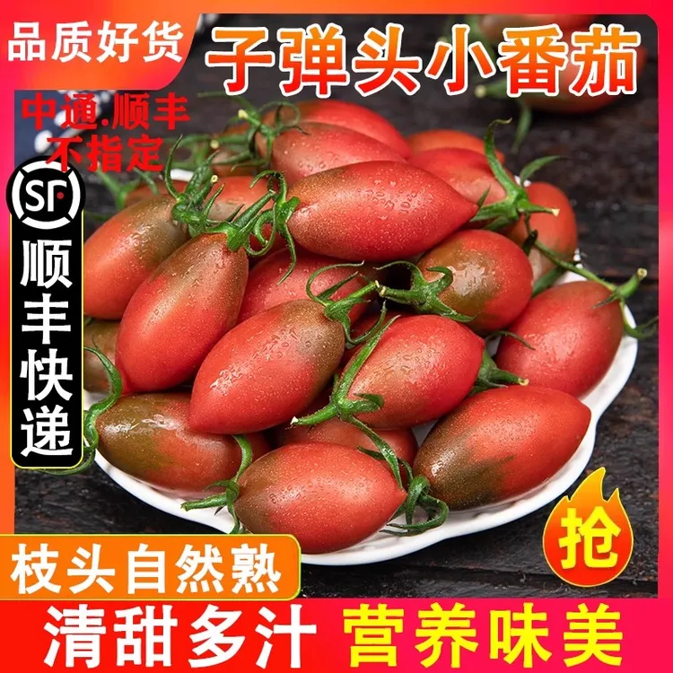 福建紫弹头迷彩小番茄圣女果小西红柿孕妇露天当季水果新鲜现摘