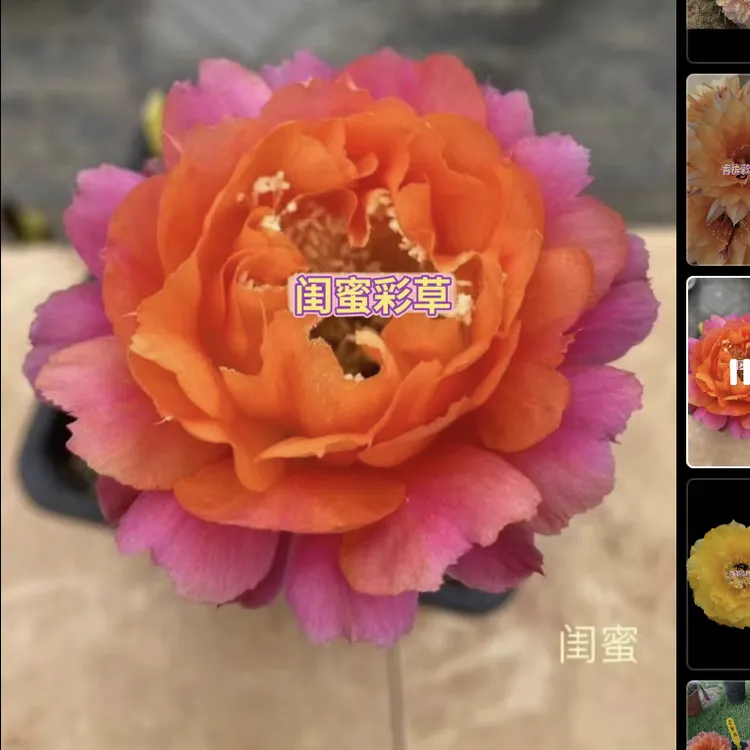 仙人掌嫁接闺蜜皮实好养易开花