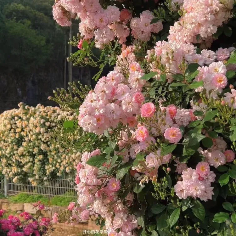 月季花呼吸香水浓香多头四季开花抗病性好适合庭院地栽