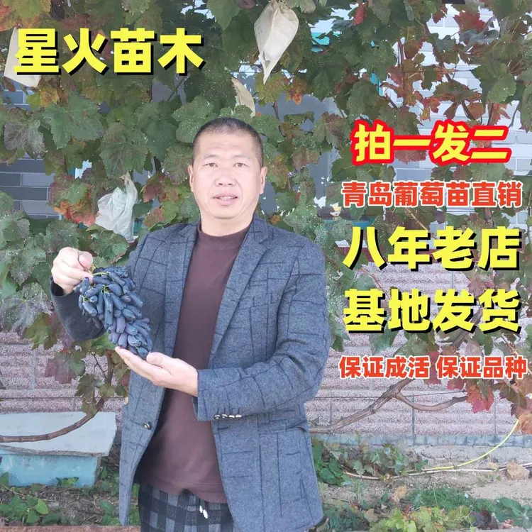  拍一发二新品种葡萄树苗玫瑰香妮娜晴王深红无籽葡之梦无核盆栽