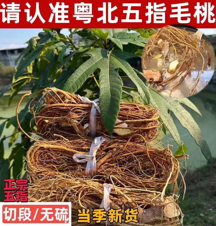 【五指毛桃】深山采挖 无硫 自然晒干 干货