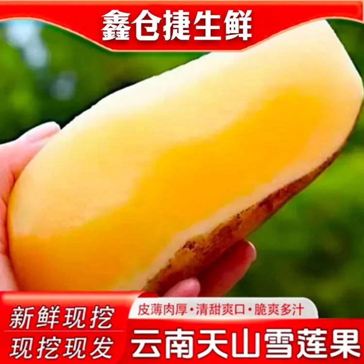 【彩箱气柱黄心发货】云南天山雪莲果新鲜黄心雪莲果新鲜脆爽雪莲果