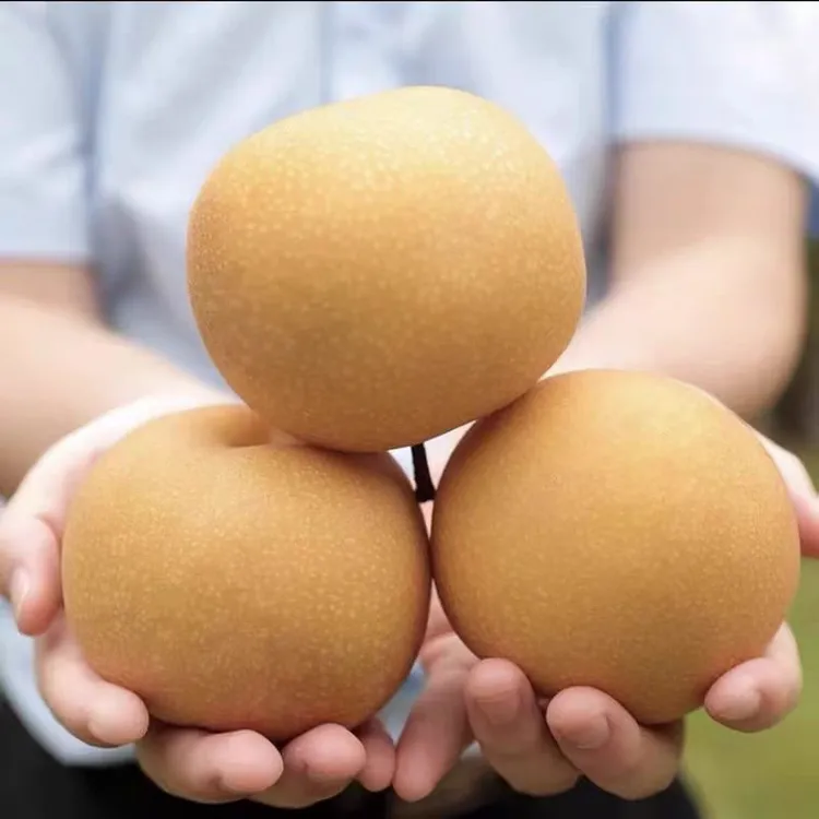 【京东快递】正宗山东秋月梨新鲜现摘脆甜多汁当季水果