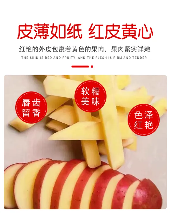 云南红皮黄心土豆新鲜现挖露天种植粉糯香面