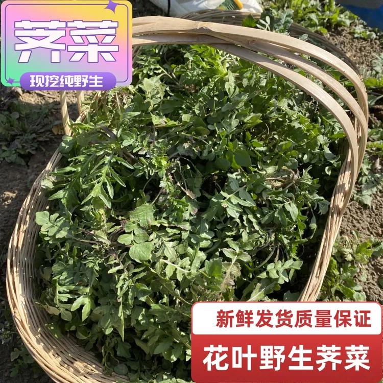 新鲜野生荠菜发货 露天野生荠菜 现挖地菜季季菜2斤4斤