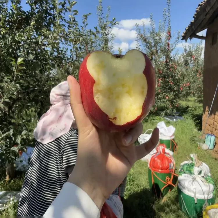 昭通苹果现摘现发净重1斤试吃装顺丰包邮2个精品果