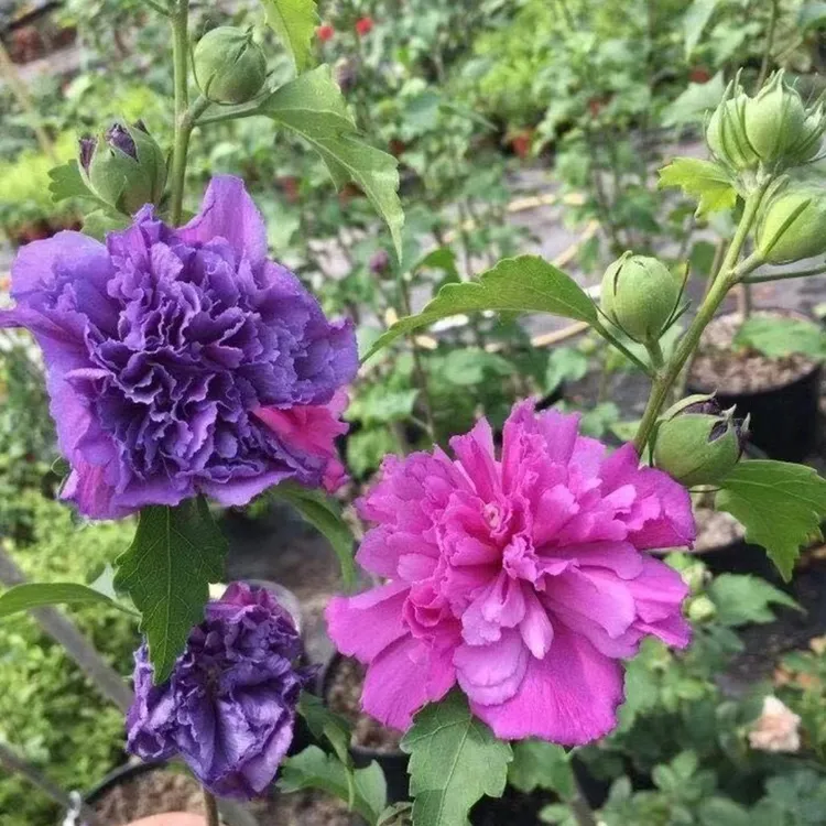 重瓣木槿花花苗多年生耐寒耐热阳台庭院种植花卉