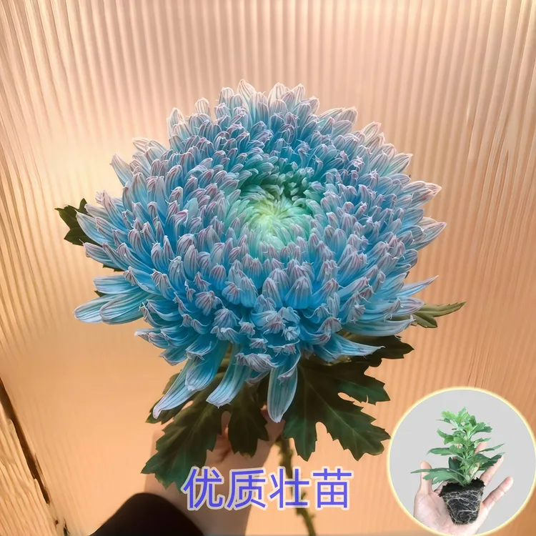 青花瓷牡丹菊【菊花苗】大花型盆栽室内外菊苗新鲜扦插苗多年生绿植