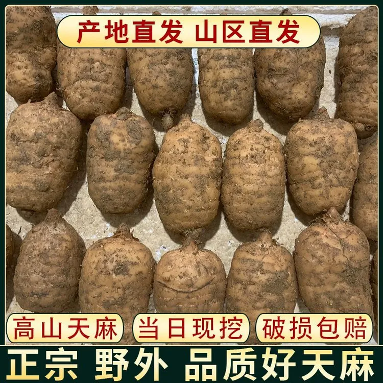 贵州天麻正宗新鲜现挖野生种植可煲汤泡酒特产董事长