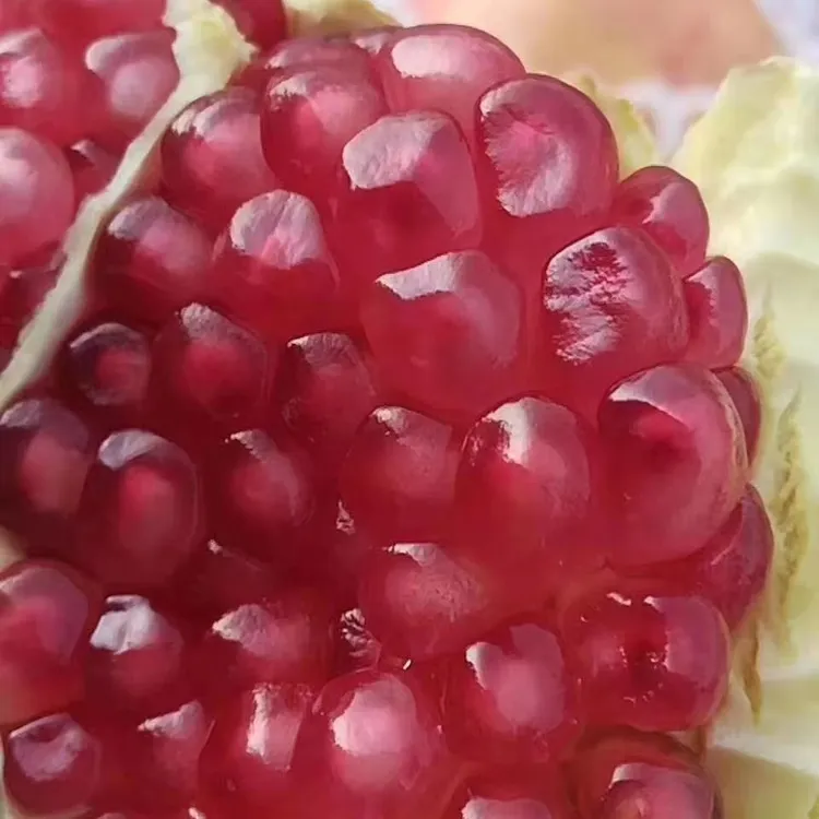 荥阳河阴软籽石榴