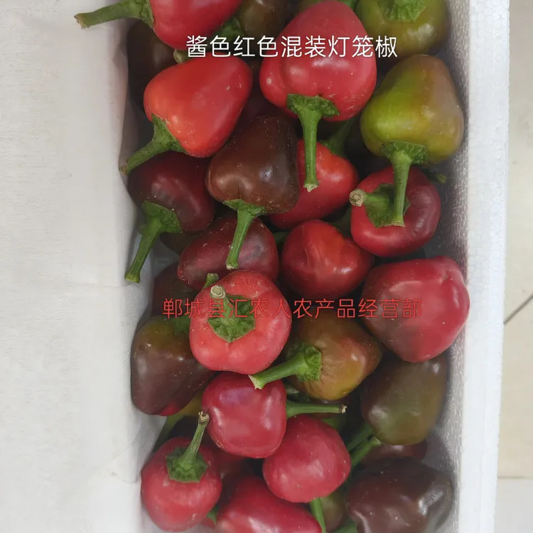现摘新鲜子弹头辣椒草莓椒泡椒泡菜泡椒剁椒用3斤或五斤可选择