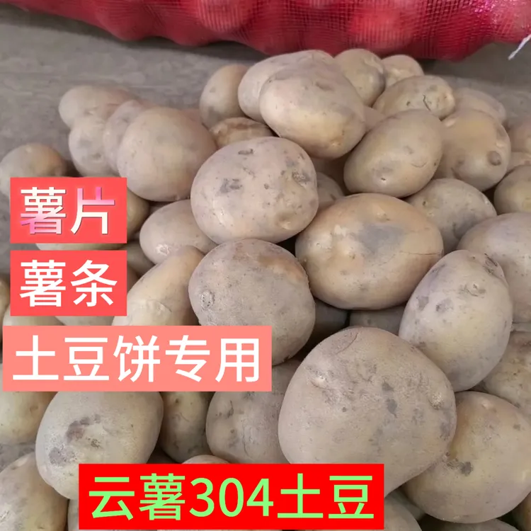 云薯304土豆正宗云南炸薯片锅巴土豆炸薯条狼牙土豆专用