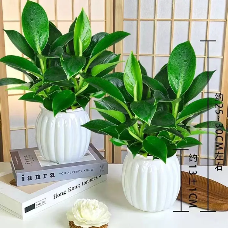 【 买一送一】金钻盆栽室内净化空气美观桌面绿植办公室四季常青