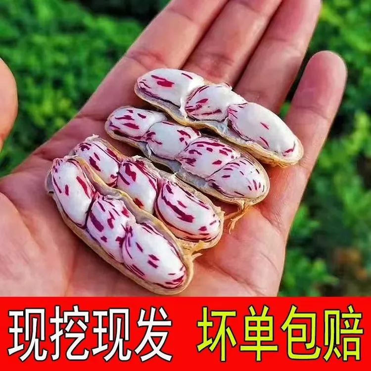 2025新云南鲜现挖七彩花生湿花生黑花生 甜脆新鲜牛奶花生1斤现货