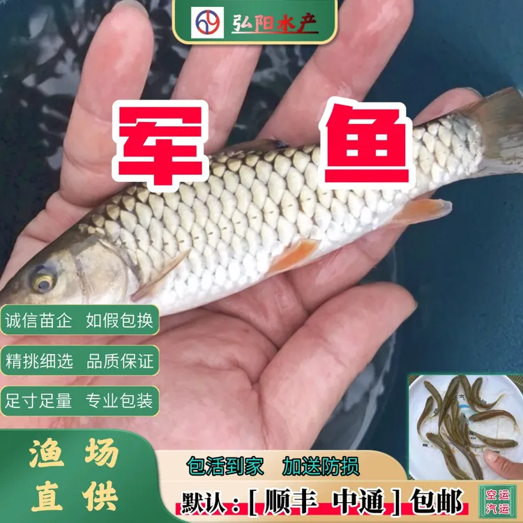 军鱼 中国结鱼  原生观赏鱼 活体 好养耐活 溪流精灵  淡水鱼