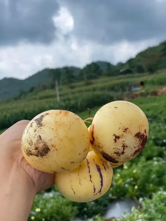 云南石林人参果果大软糯香甜水润多汁