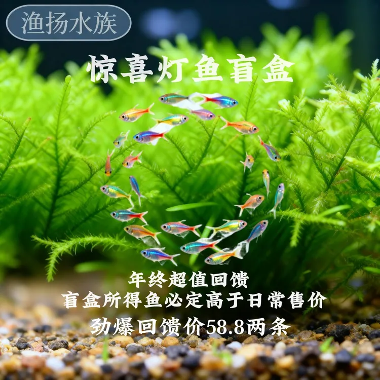 渔扬水族    年终回馈惊喜灯鱼盲盒物超所值所得必定超过日常售价