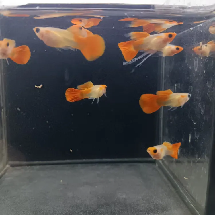 小型热带观赏孔雀鱼活体淡水好养耐活适合新手