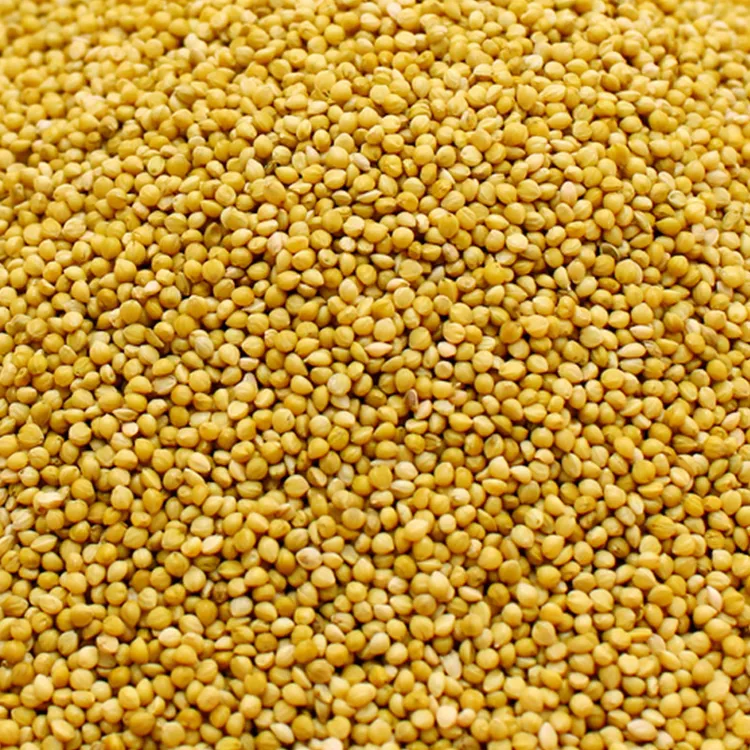 2025秋季新谷子5斤谷子鹌鹑白燕虎皮牡丹玄凤文鸟适用鸟食
