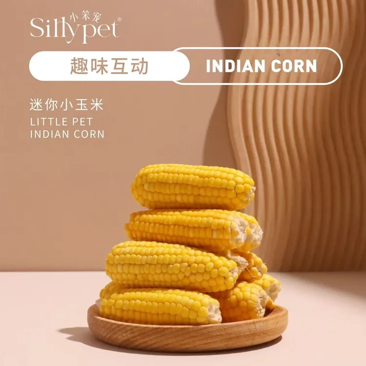 小笨宠【一只笨鼠】仓鼠金丝熊花枝鼠磨牙玉米造景躺手迷你玉米