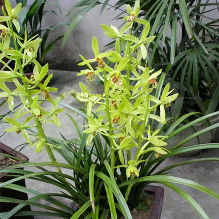 蕙兰花盆惠兰花卉资源草漏风漏雨自然养殖绿植兰花王大花兰草盆景