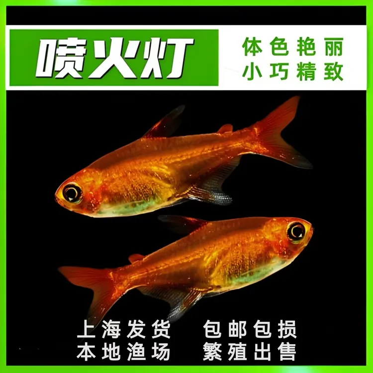 喷火灯淡水小型热带观赏鱼水草缸群游活体灯科金丝彩虹鱼