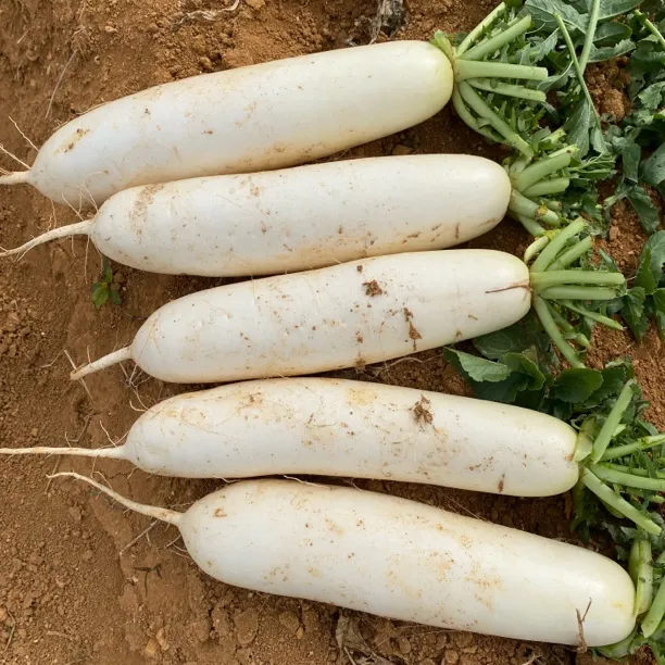 福建大田当季高山雪山萝卜更清甜甜脆水分足不辣口无丝无渣1500g