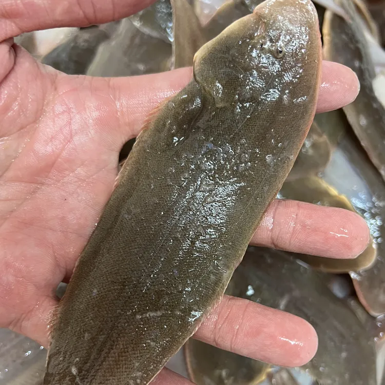 大连野生牛舌板 龙利鱼 舌头鱼4斤（易破肚介意勿拍顺丰冷冻发货）