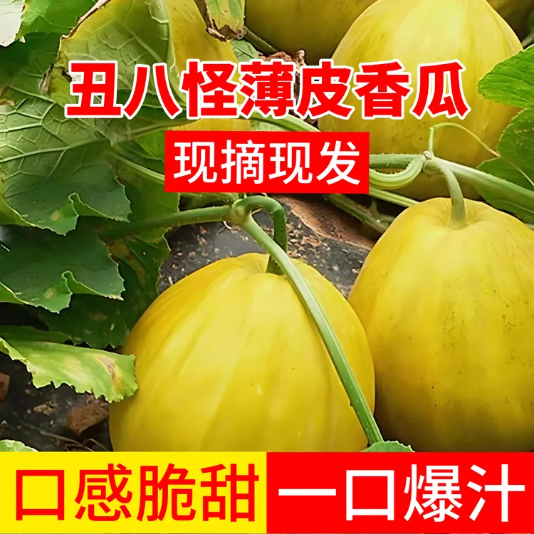 【湖南芷江】丑八怪薄皮甜瓜5斤新鲜水果现摘现发