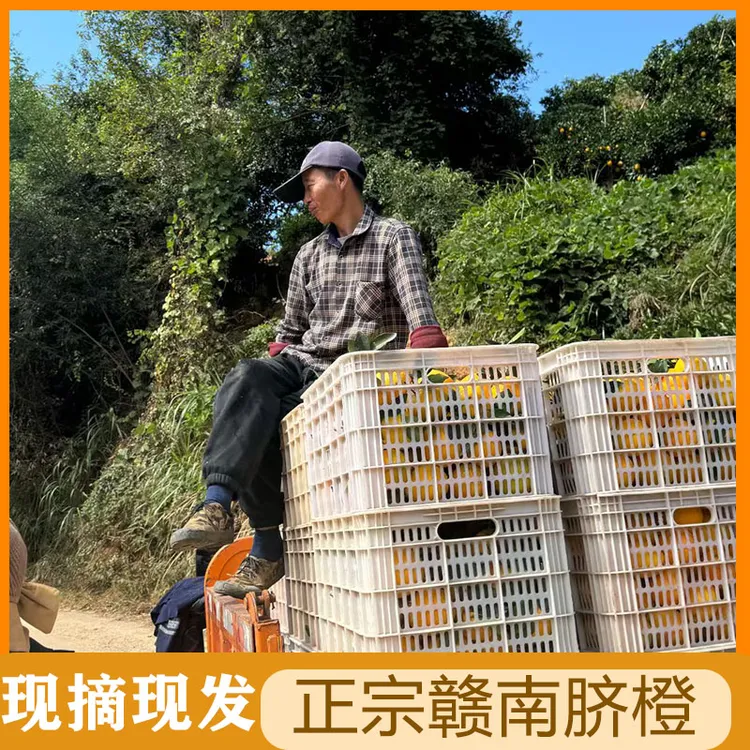 10斤现摘现发江西赣州新鲜应季赣南脐橙皮薄多汁香甜可口