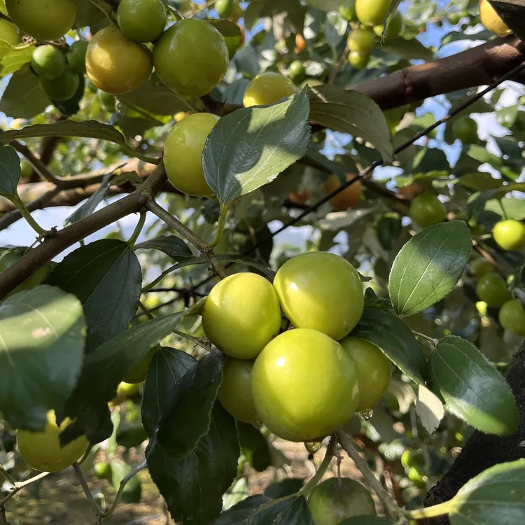 云南临沧大雪山酸骂阔 现摘现发
