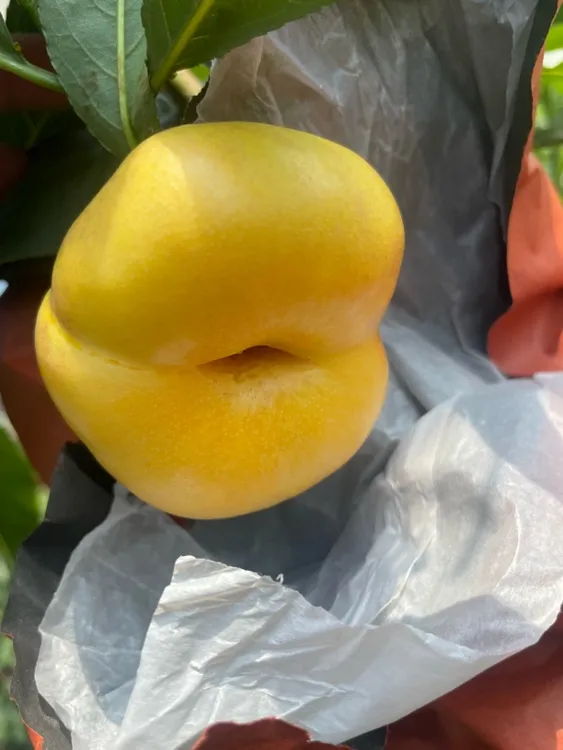 大连蟠桃中间带眼的小蟠桃