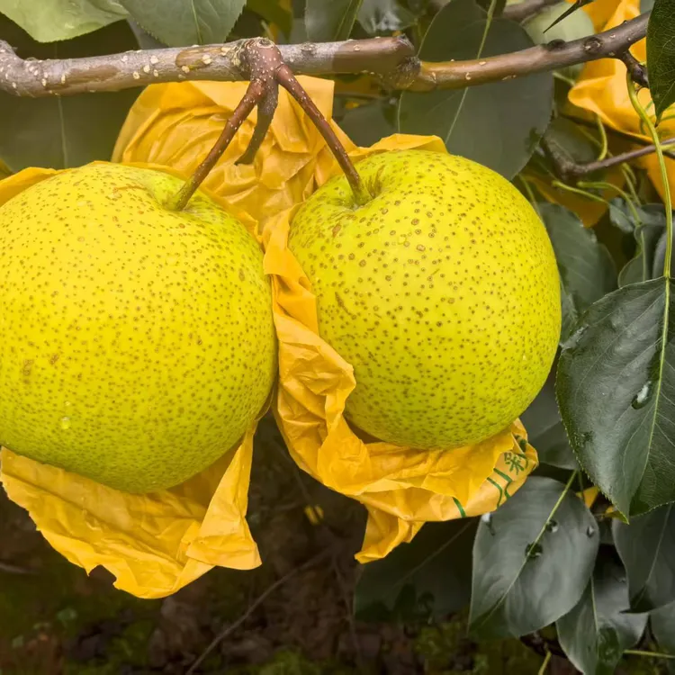 正宗云南泸西高原雪花梨新鲜采摘现摘现发爆甜多汁酥脆水果