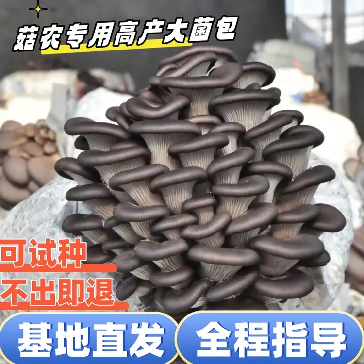 【高产】新品满菌丝高产平菇包邮基地直发新鲜菌包种植蘑菇菌菇