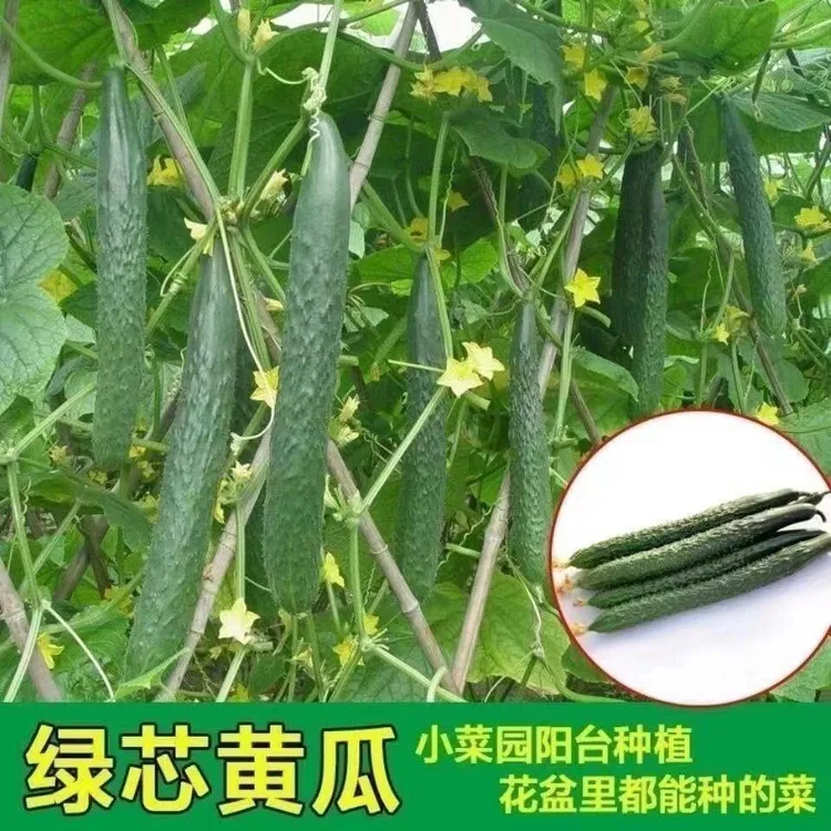 绿心黄瓜种子强雌耐热水黄瓜种籽油亮绿心四季高产阳台盆栽菜种子