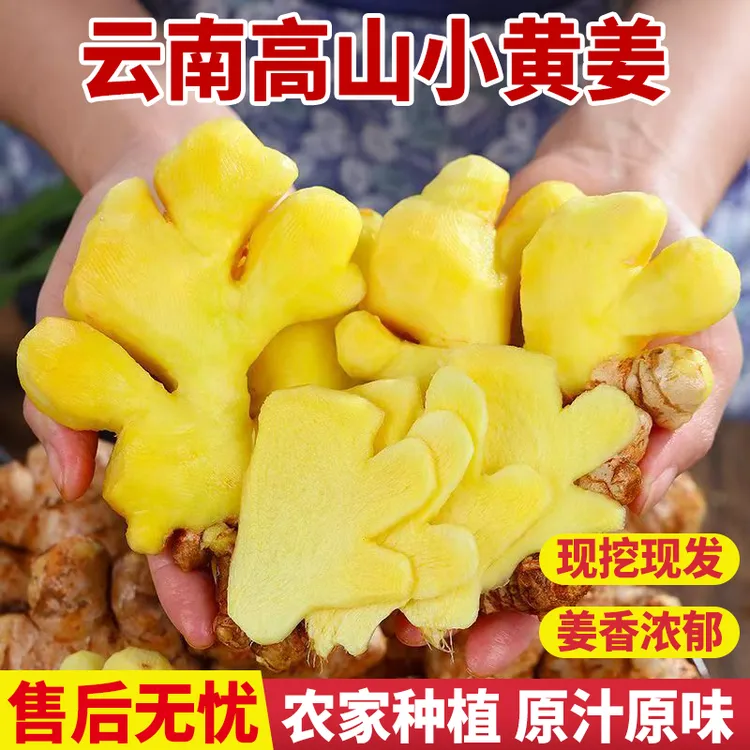 【源产地直发】云南小黄姜山地种植香味浓郁辛辣适中老姜现挖现发B1