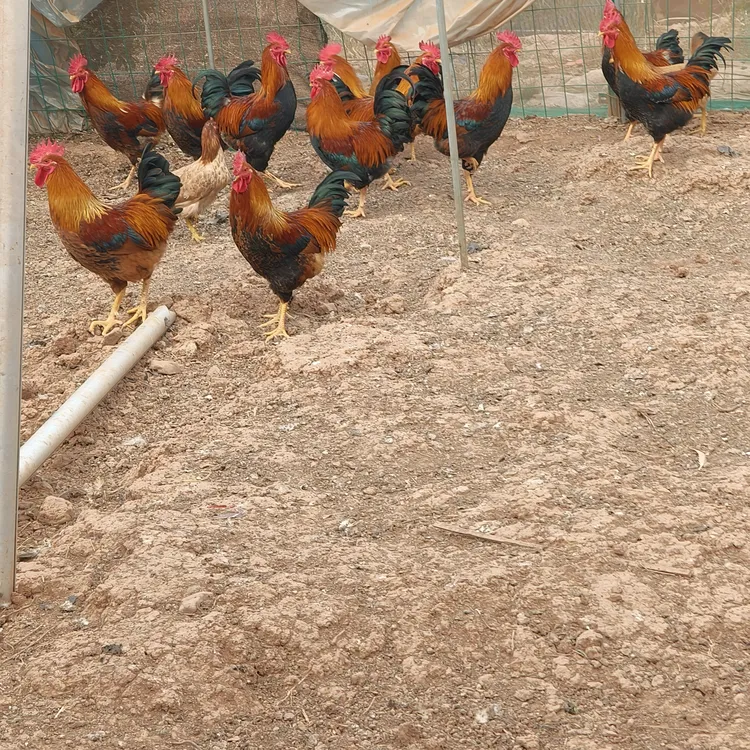 走山鸡三黄鸡吃稻谷和玉米