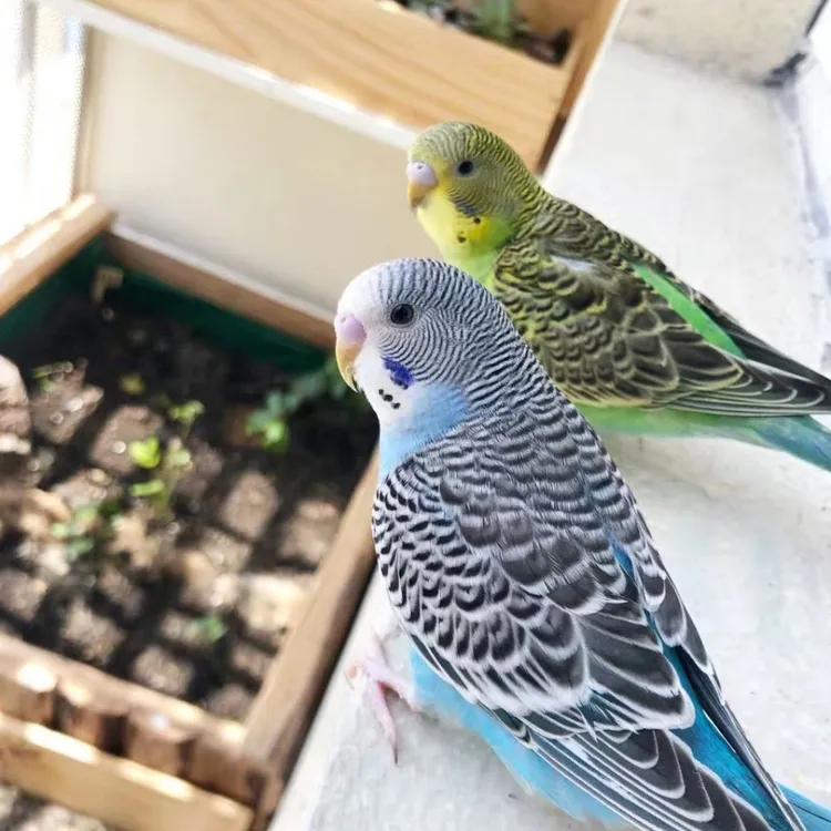 鹦鹉观赏鸟手养鹦鹉虎皮鹦鹉宠物鸟会说话鹦鹉直播间