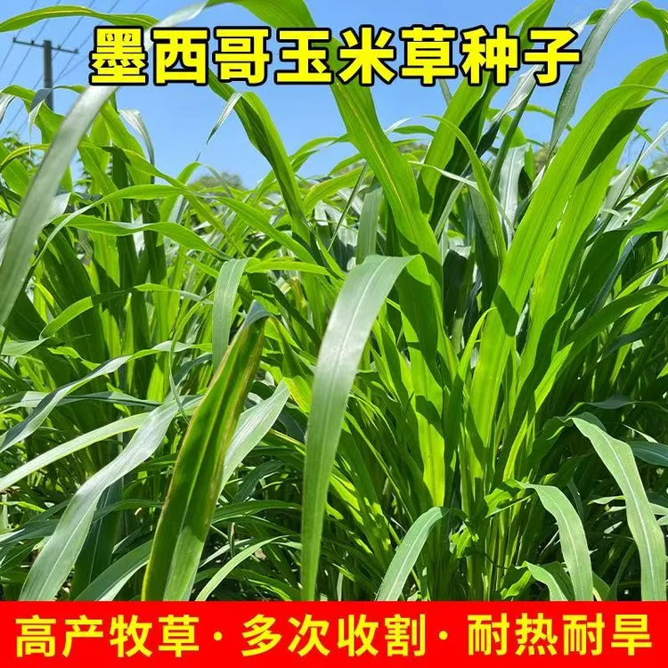 【玉米草种子】耐旱牧草种子养殖牛羊草籽牧草四季可种