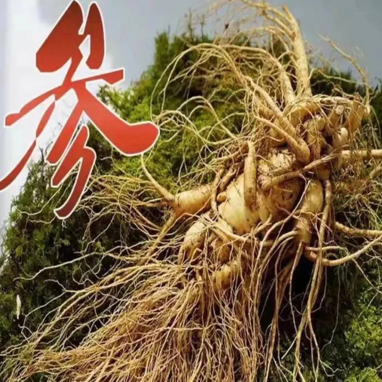 新鲜人参送礼泡酒顺丰包邮产地东北直发（送灵芝）