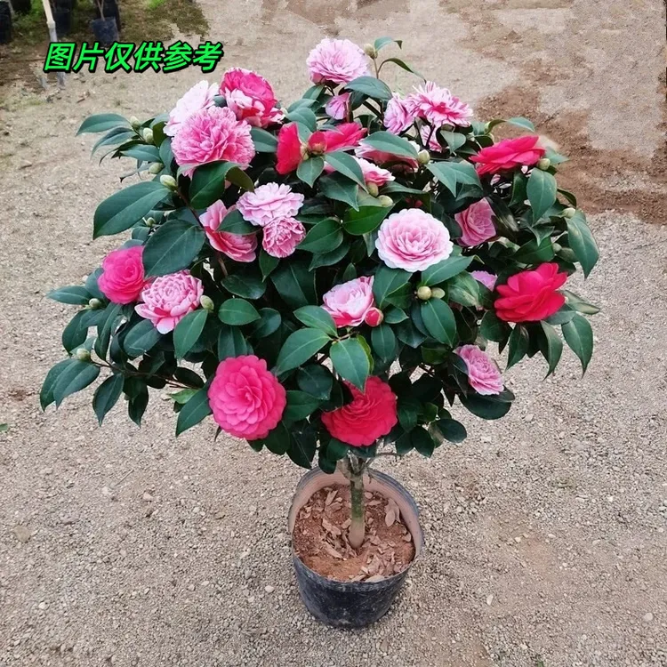 60~70带花苞五色赤丹山茶花树苗盆栽四季开花耐寒适合阳台庭院
