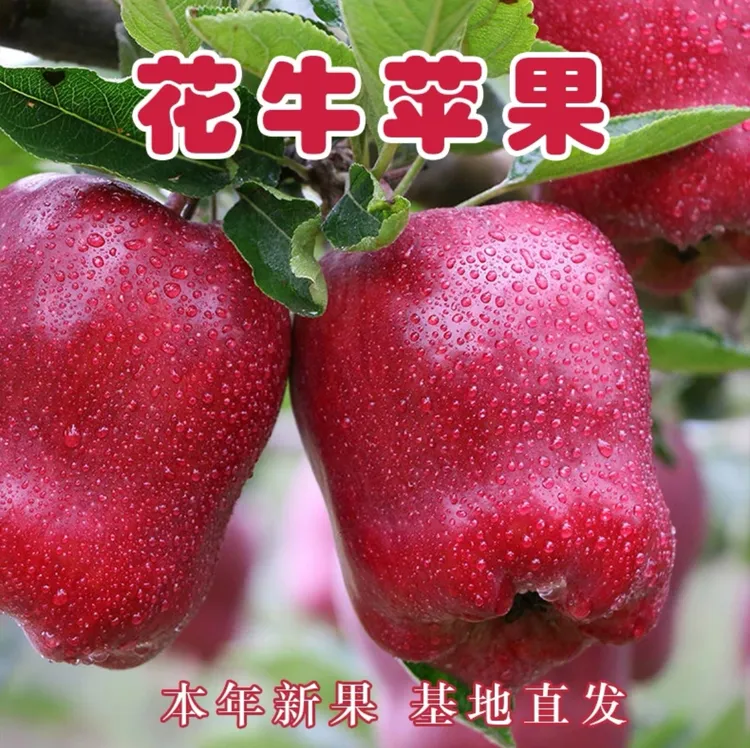 【花牛苹果】甘肃天水花牛正宗产地新鲜苹果粉面脆甜多汁