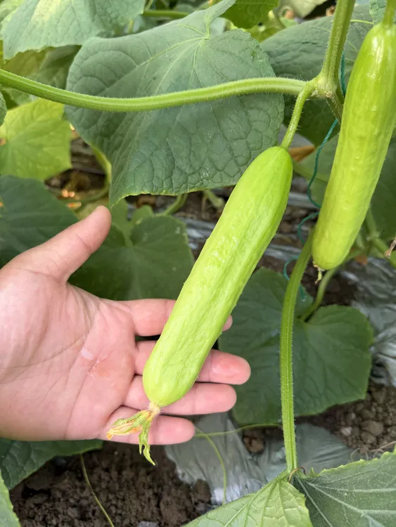 青岛无刺奶油白玉黄瓜  新鲜现摘脆嫩爽口 产地直发