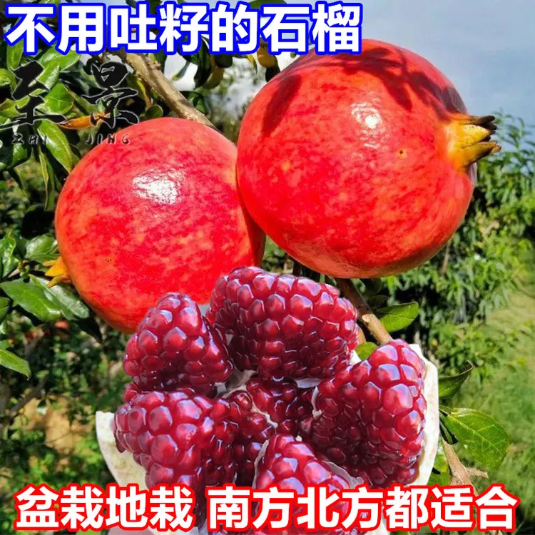 大果石榴树苗无籽突尼斯软籽蒙阳红慕乐黑籽庭院果树阳台盆栽耐寒