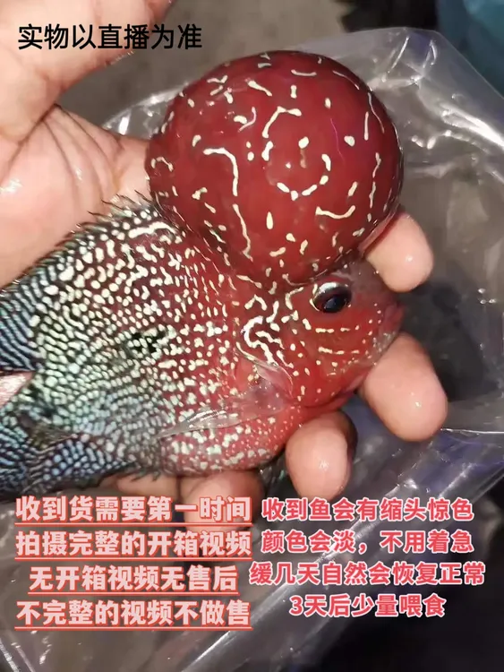 泰国马来进口精品罗汉鱼（155-175）