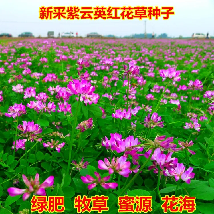 紫云英种子翘摇绿肥牧草可食用花蜜蜂蜜源草籽红花草波斯菊种子