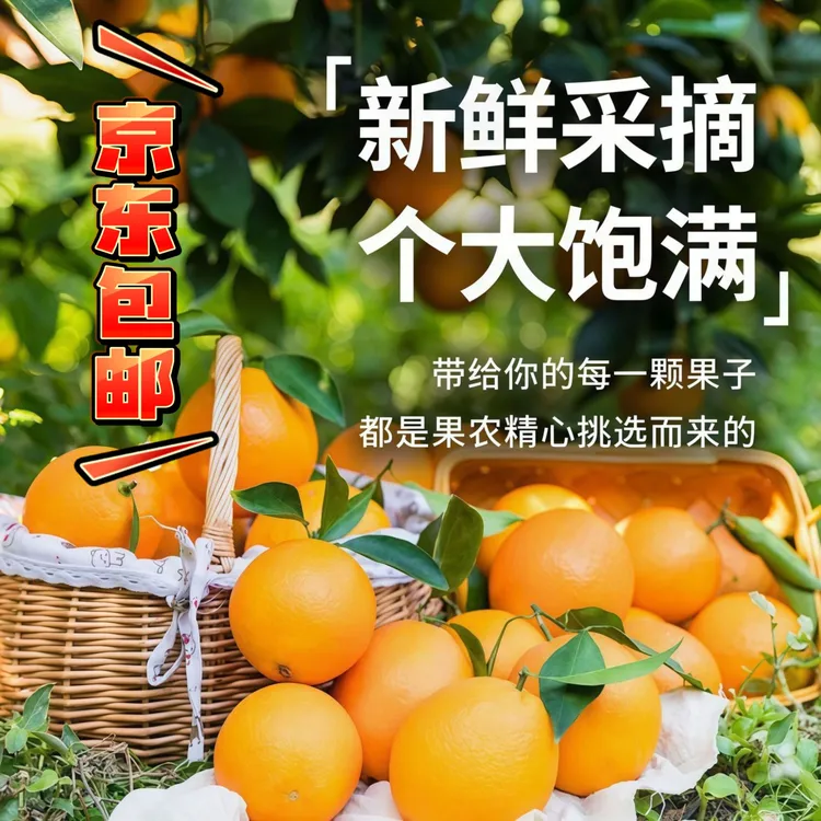 包正宗江西赣南脐橙新鲜现采现摘香甜多汁原产地果园现摘直发包邮