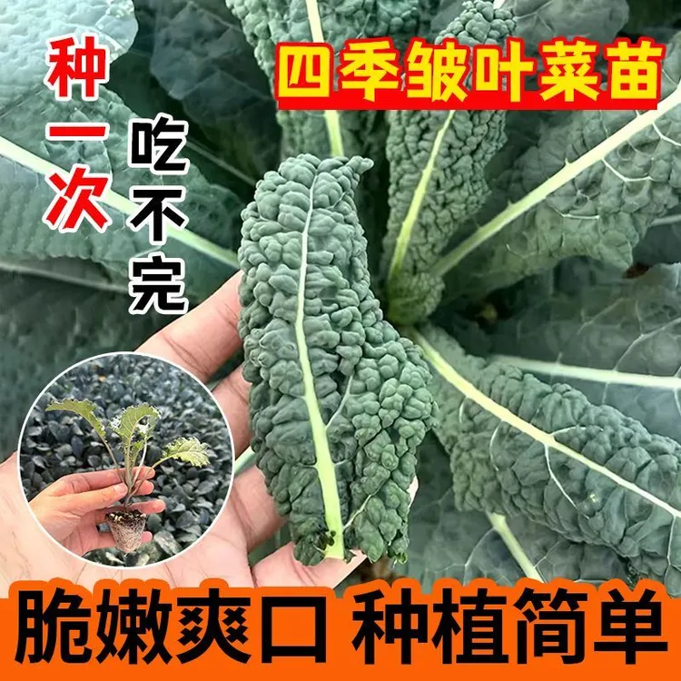 皱叶菜种苗高产蓝羽衣甘蓝苗抗冻四季大田盆栽小院绿紫粉羽衣甘蓝