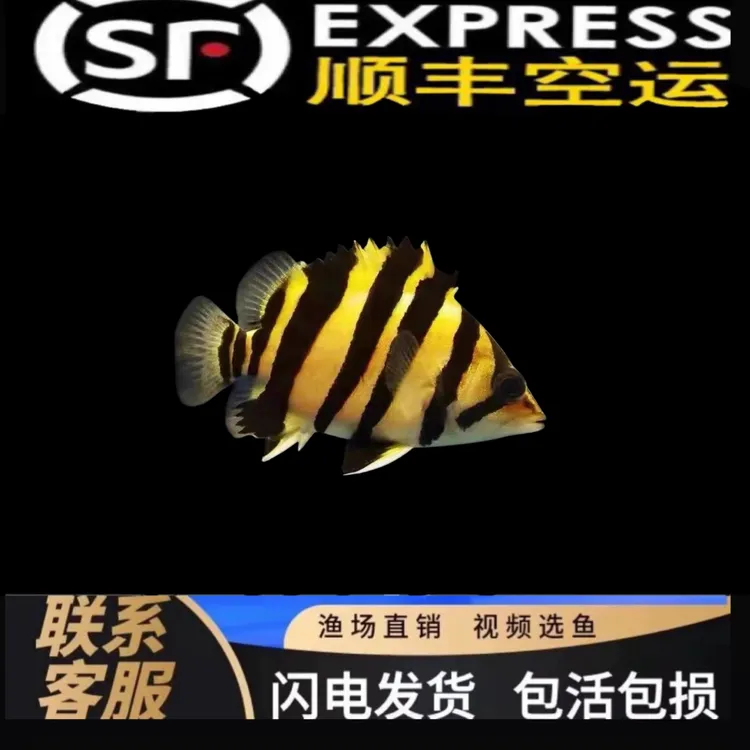 苏门答腊虎鱼苗活体好养耐活热带观赏鱼