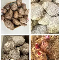 云南特产山货~芋头类~卤蛋甄选